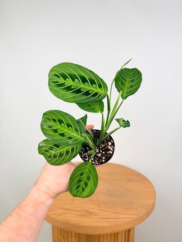 Maranta Leuconeura - Lemon Lime | Uprooted