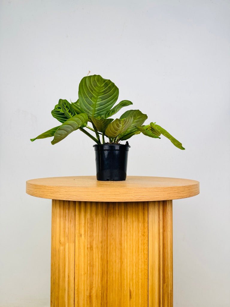 Maranta Leuconeura - Lemon Lime | Uprooted