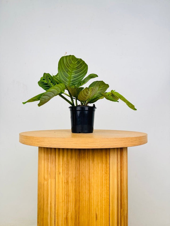 Maranta Leuconeura - Lemon Lime | Uprooted