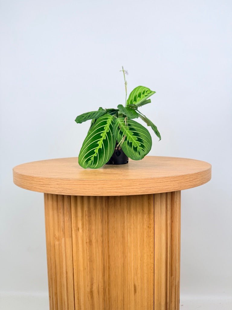 Maranta Leuconeura - Lemon Lime | Uprooted