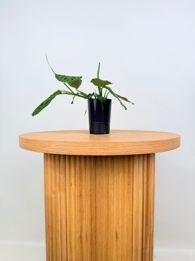 Maranta Leuconeura - Lemon Lime | Uprooted