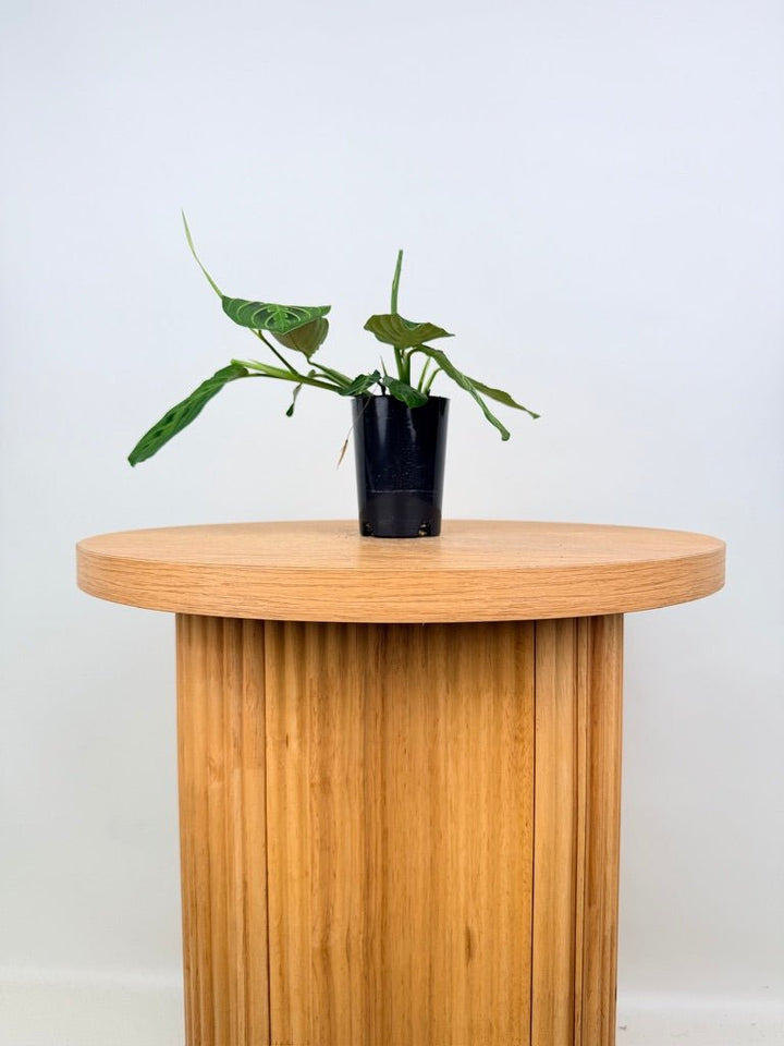Maranta Leuconeura - Lemon Lime | Uprooted