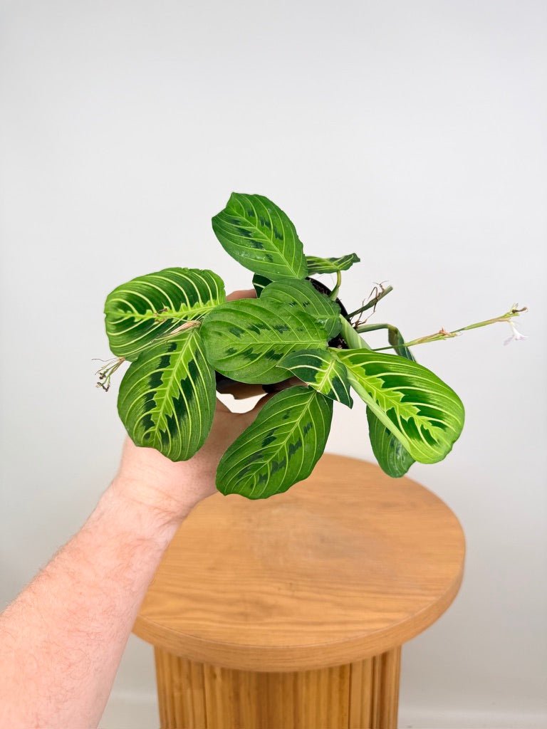 Maranta Leuconeura - Lemon Lime | Uprooted