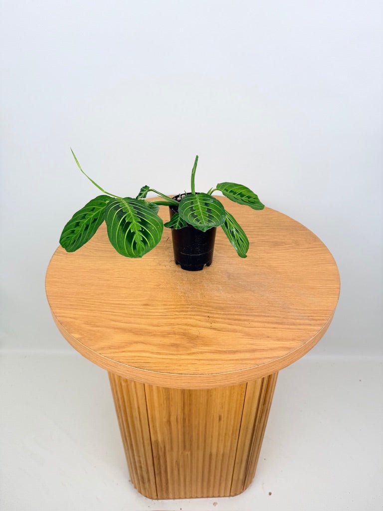 Maranta Leuconeura - Lemon Lime | Uprooted