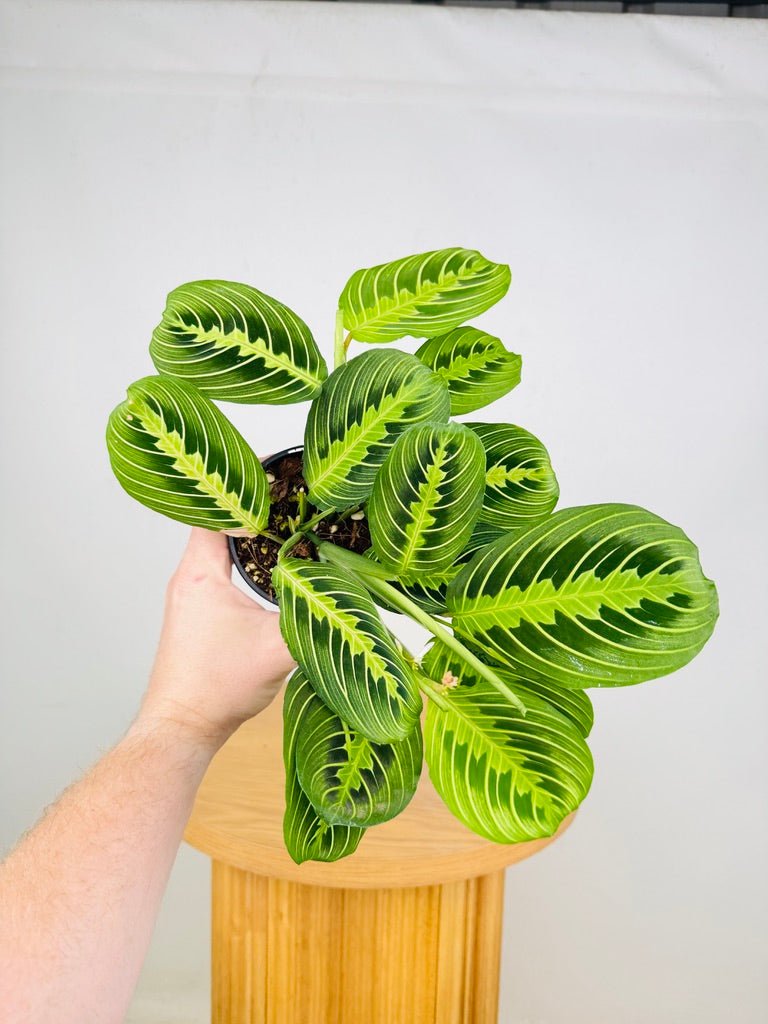 Maranta Leuconeura - Lemon Lime | Uprooted