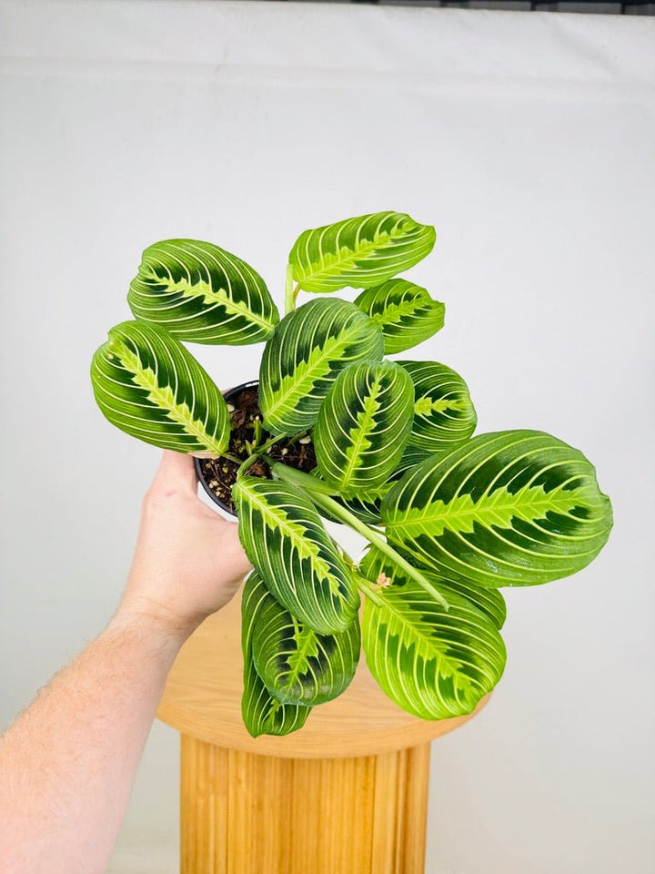 Maranta Leuconeura - Lemon Lime | Uprooted