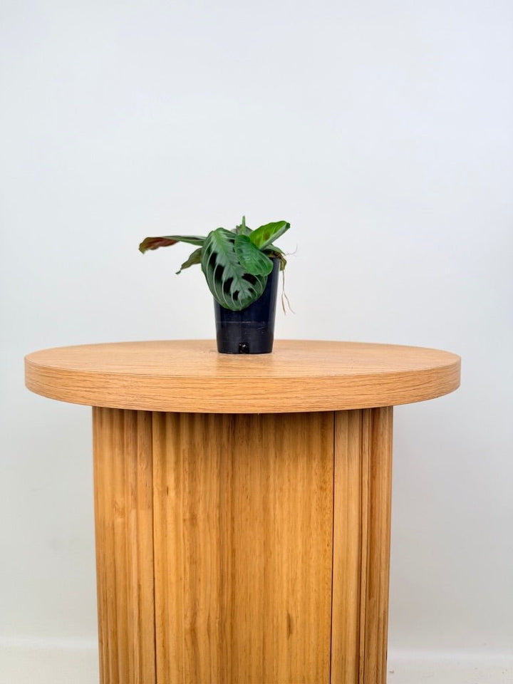 Maranta Leuconeura Massangeana - The real one | Uprooted