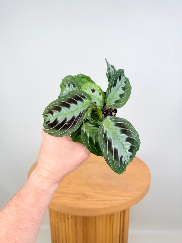 Maranta Leuconeura Massangeana - The real one | Uprooted