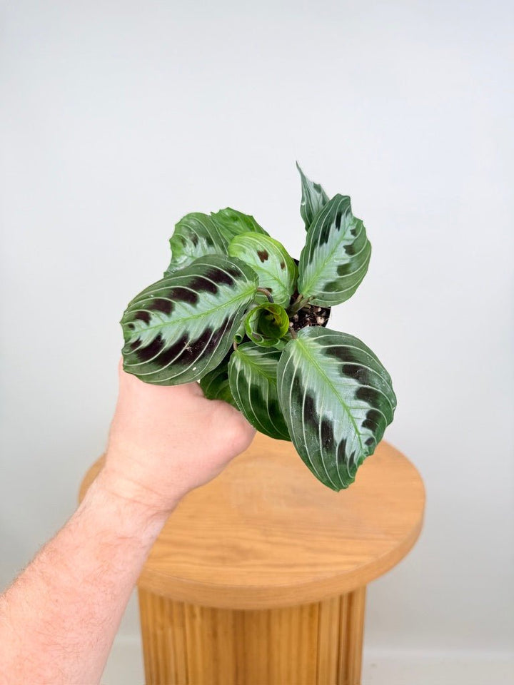Maranta Leuconeura Massangeana - The real one | Uprooted