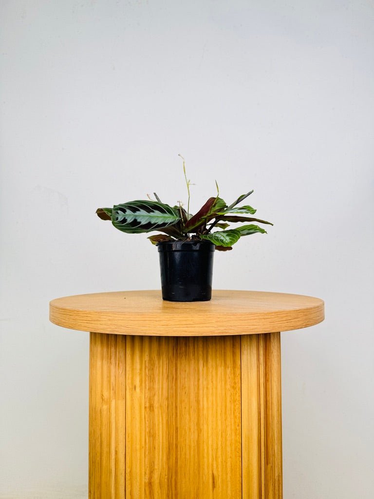 Maranta Leuconeura Massangeana - The real one | Uprooted