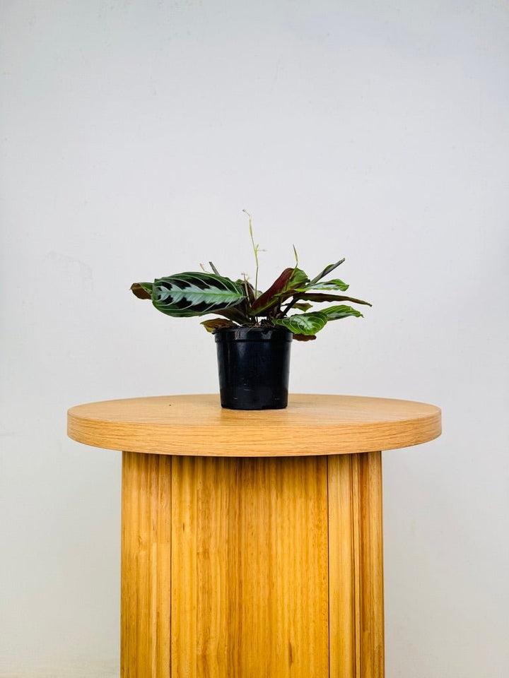 Maranta Leuconeura Massangeana - The real one | Uprooted