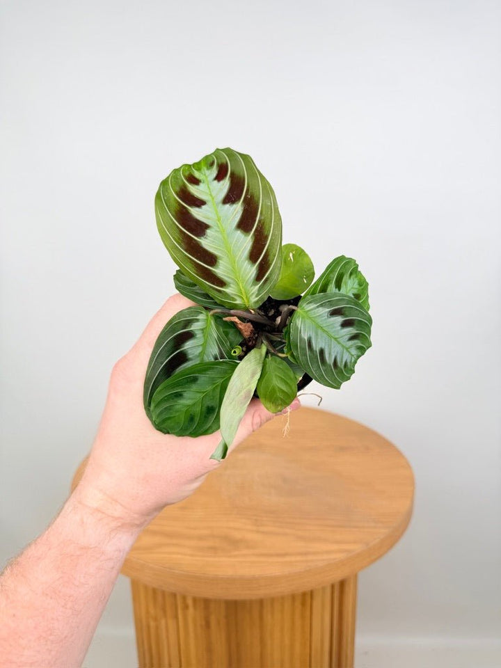 Maranta Leuconeura Massangeana - The real one | Uprooted