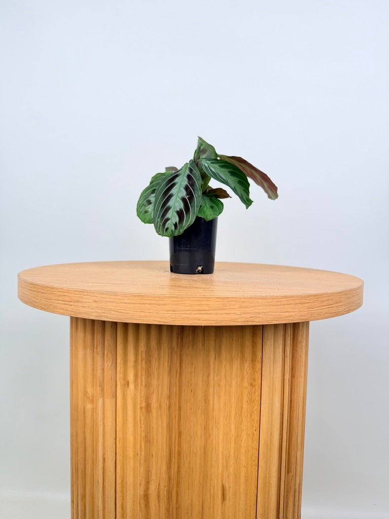 Maranta Leuconeura Massangeana - The real one | Uprooted
