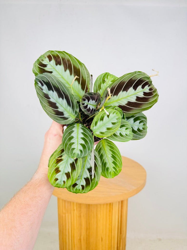Maranta Leuconeura Massangeana - The real one | Uprooted