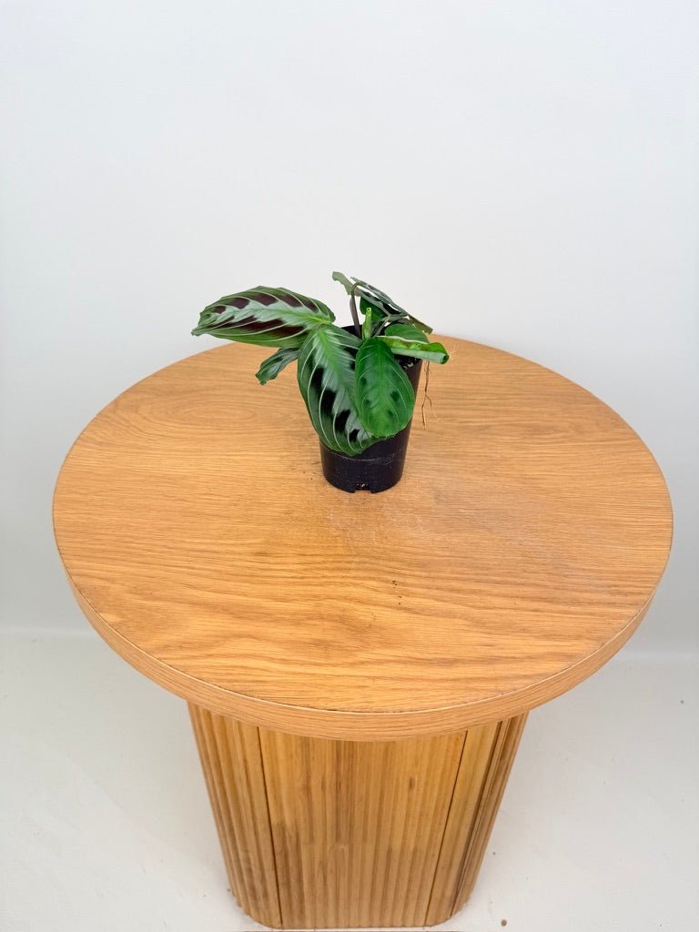 Maranta Leuconeura Massangeana - The real one | Uprooted