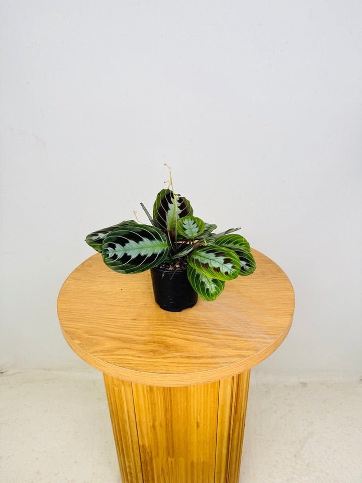 Maranta Leuconeura Massangeana - The real one | Uprooted