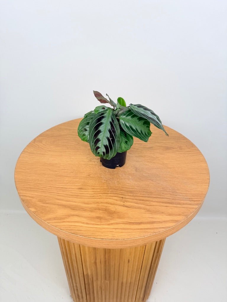 Maranta Leuconeura Massangeana - The real one | Uprooted