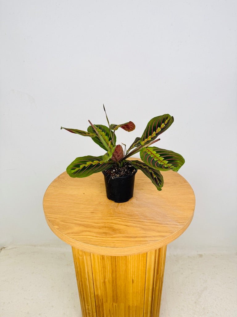 Maranta Leuconeura Red Vein | Uprooted