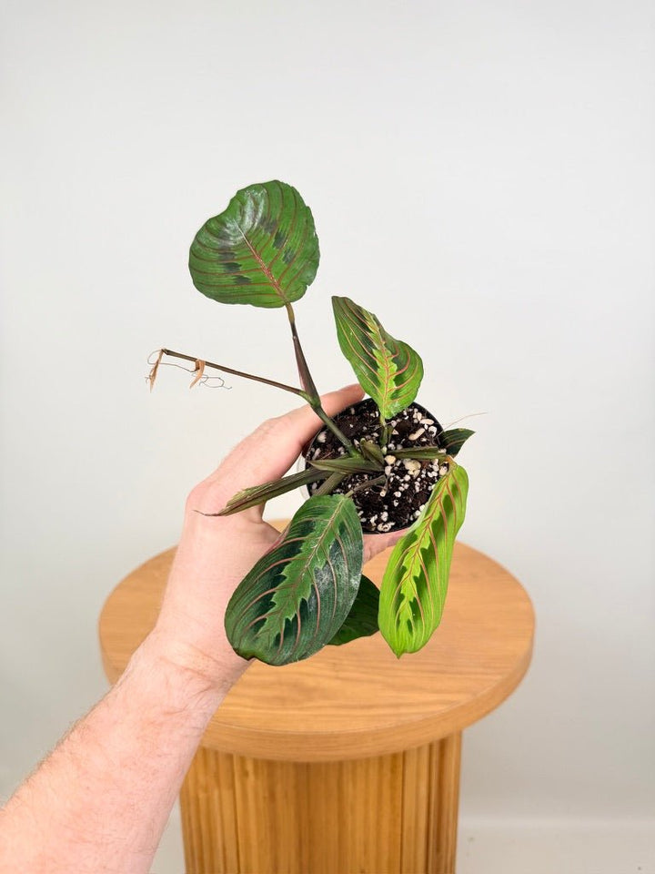 Maranta Leuconeura - Red Vein | Uprooted
