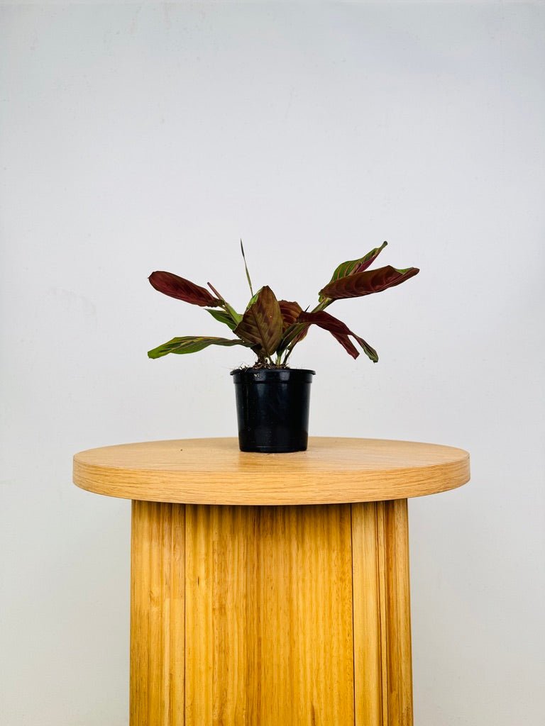 Maranta Leuconeura Red Vein | Uprooted
