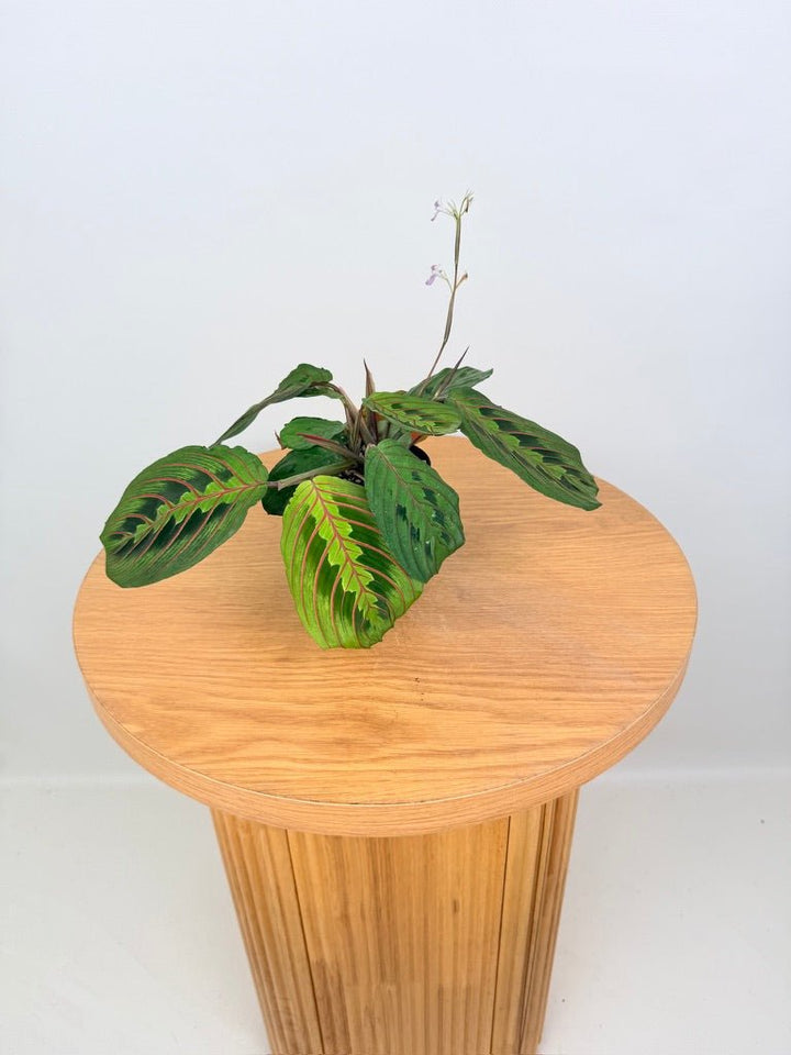 Maranta Leuconeura - Red Vein | Uprooted