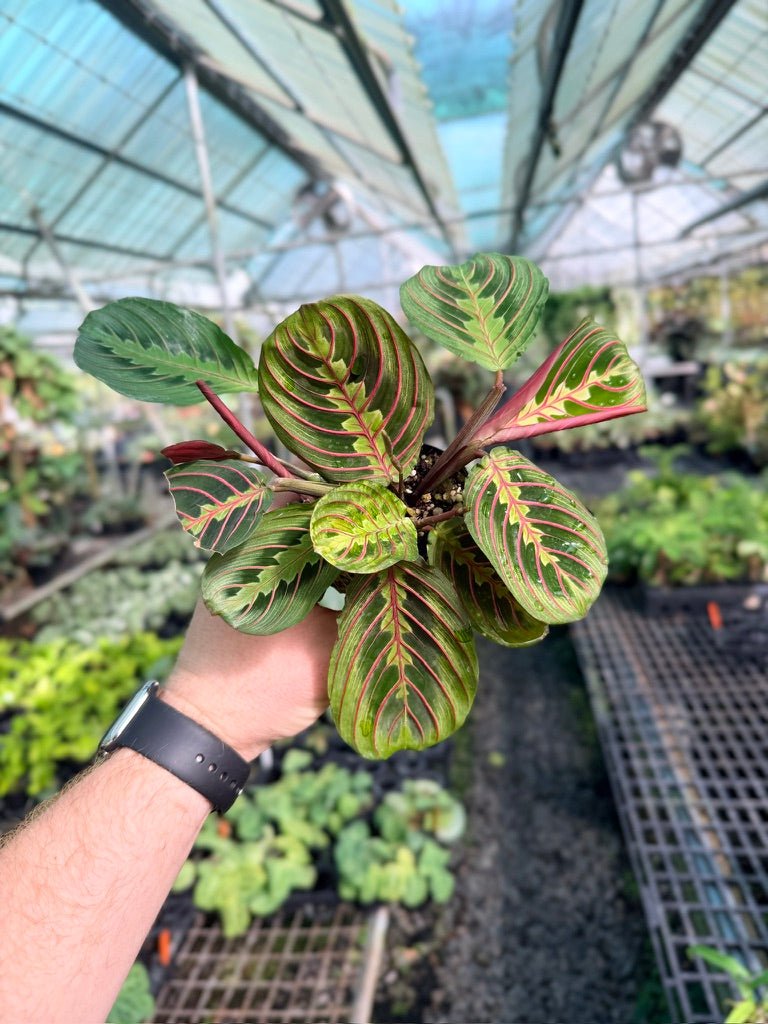 Maranta Leuconeura - Red Vein | Uprooted