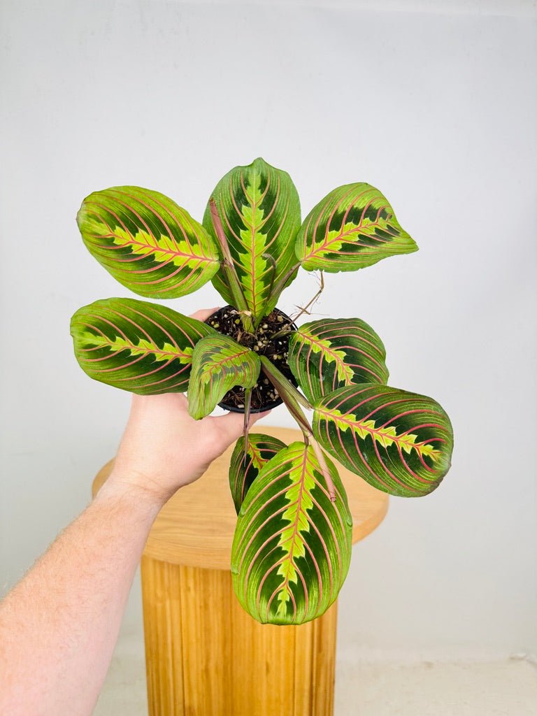 Maranta Leuconeura Red Vein | Uprooted