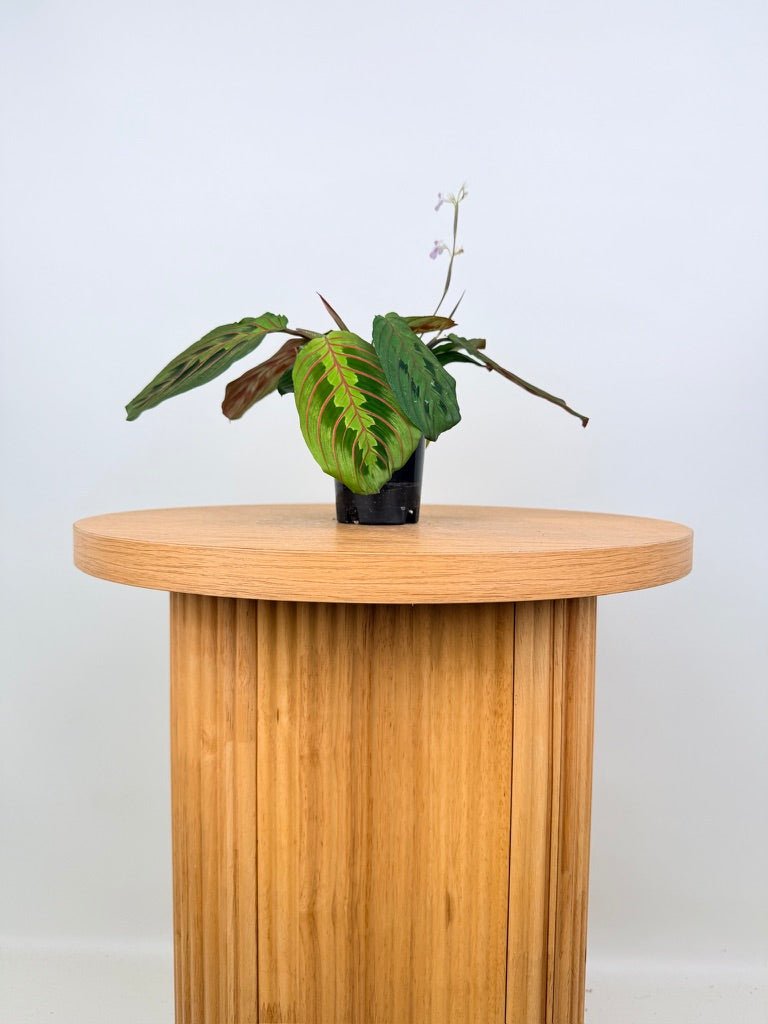 Maranta Leuconeura - Red Vein | Uprooted