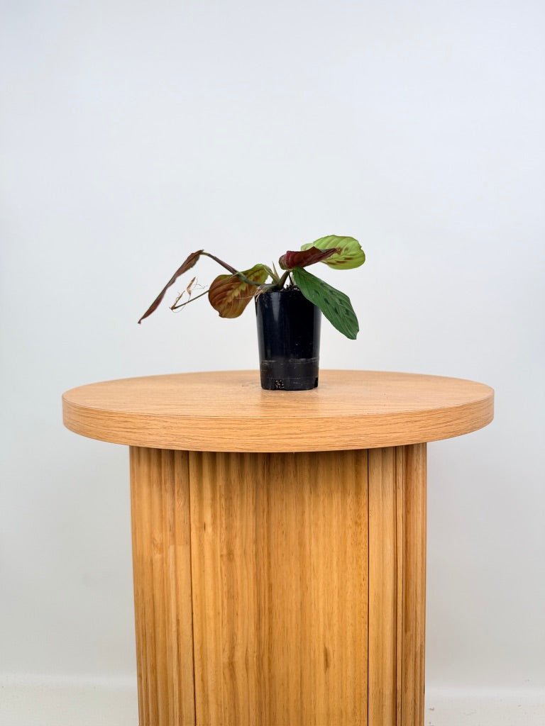 Maranta Leuconeura - Red Vein | Uprooted
