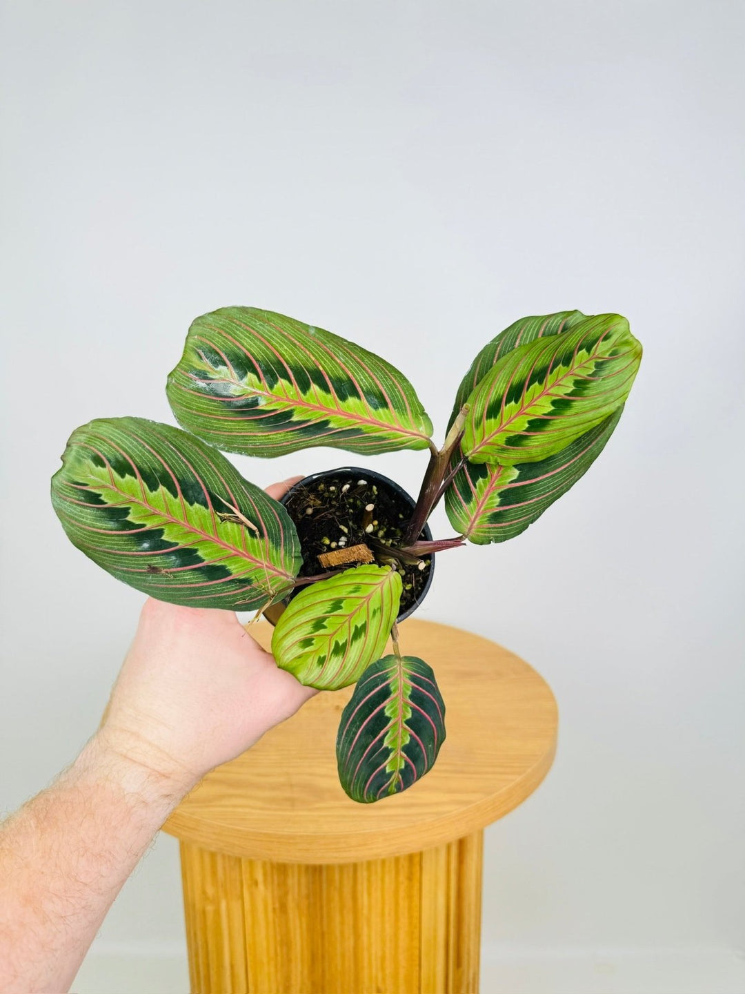 prayer plant australia Maranta Leuconeura Red Vein | Uprooted