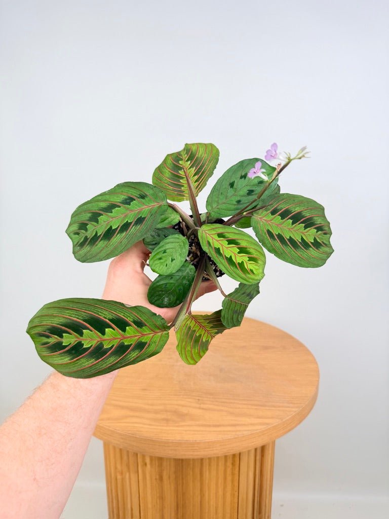 Maranta Leuconeura - Red Vein | Uprooted