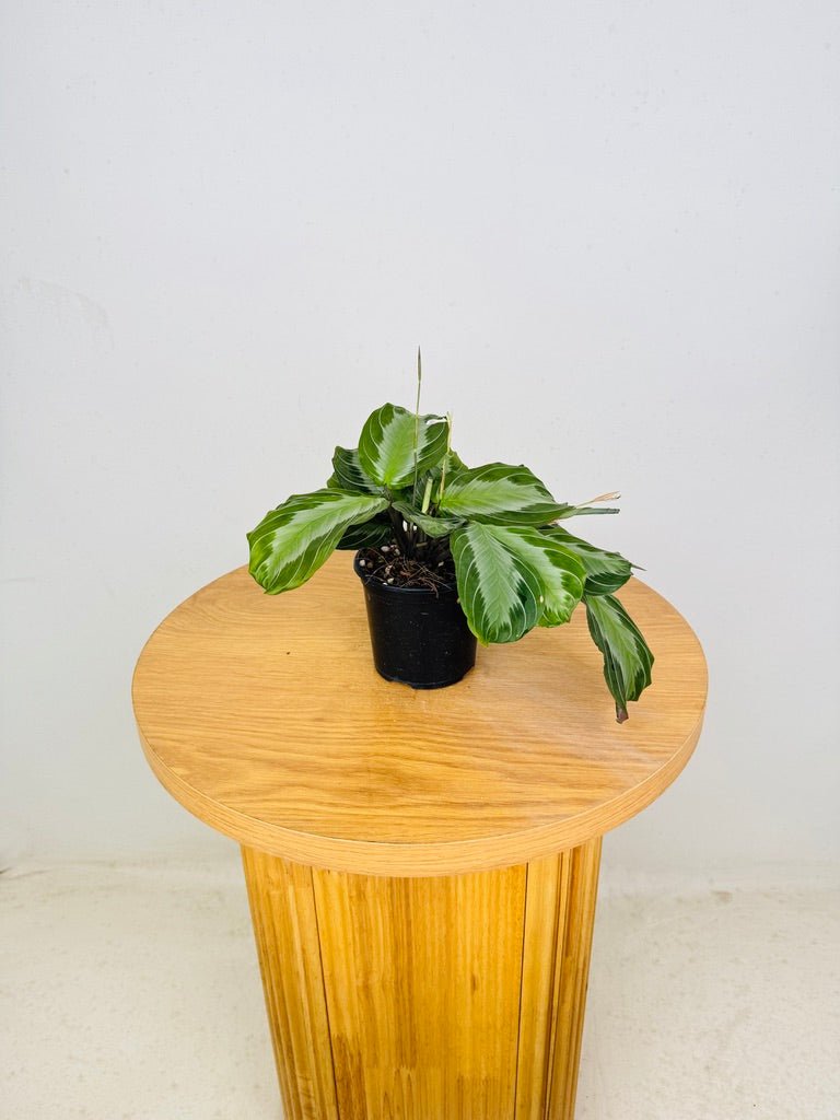 Maranta Leuconeura - Silver Band | Uprooted