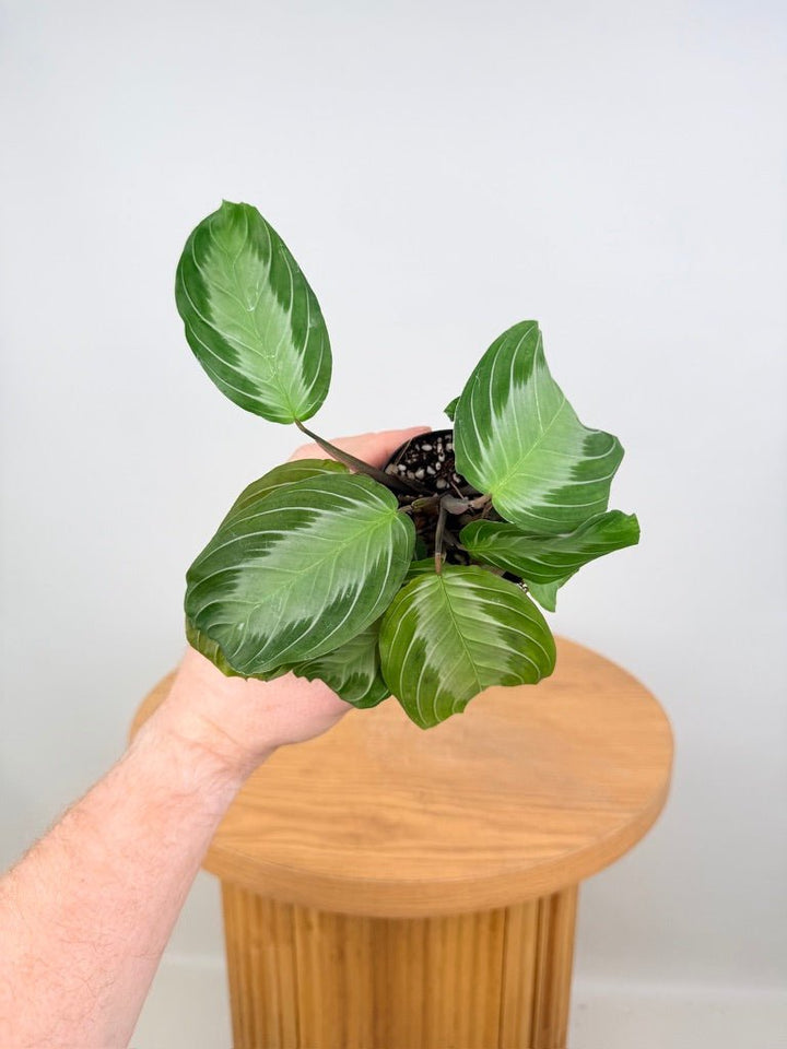 Maranta Leuconeura - Silver Band | Uprooted