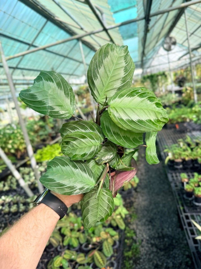 Maranta Leuconeura - Silver Band | Uprooted