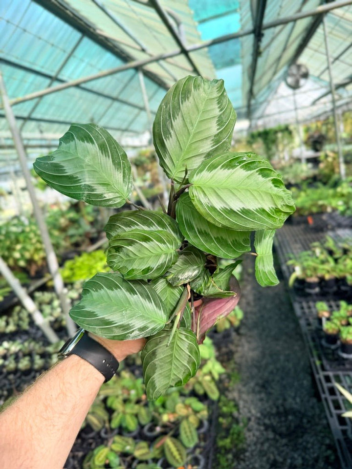 Maranta Leuconeura - Silver Band | Uprooted