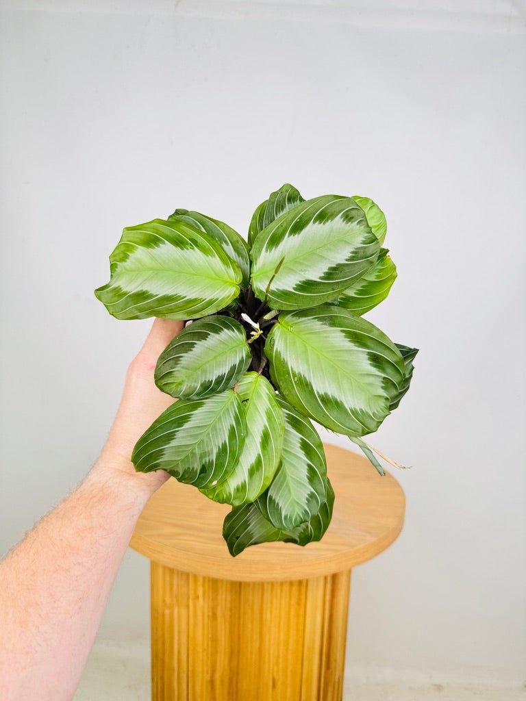 Maranta Leuconeura - Silver Band | Uprooted