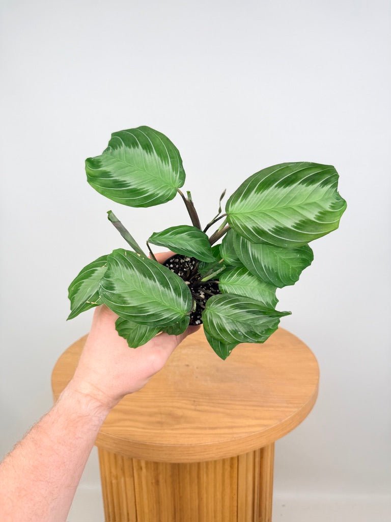Maranta Leuconeura - Silver Band | Uprooted