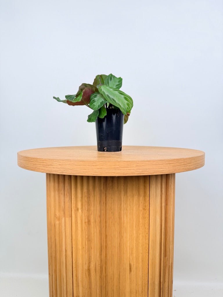 Maranta Leuconeura - Silver Band | Uprooted