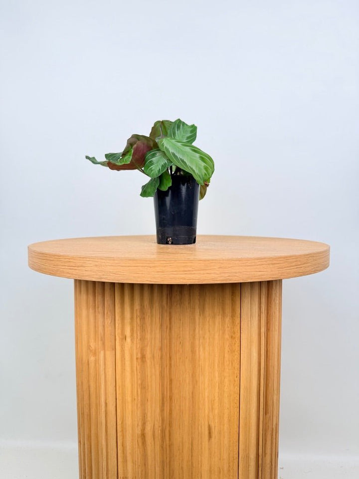 Maranta Leuconeura - Silver Band | Uprooted