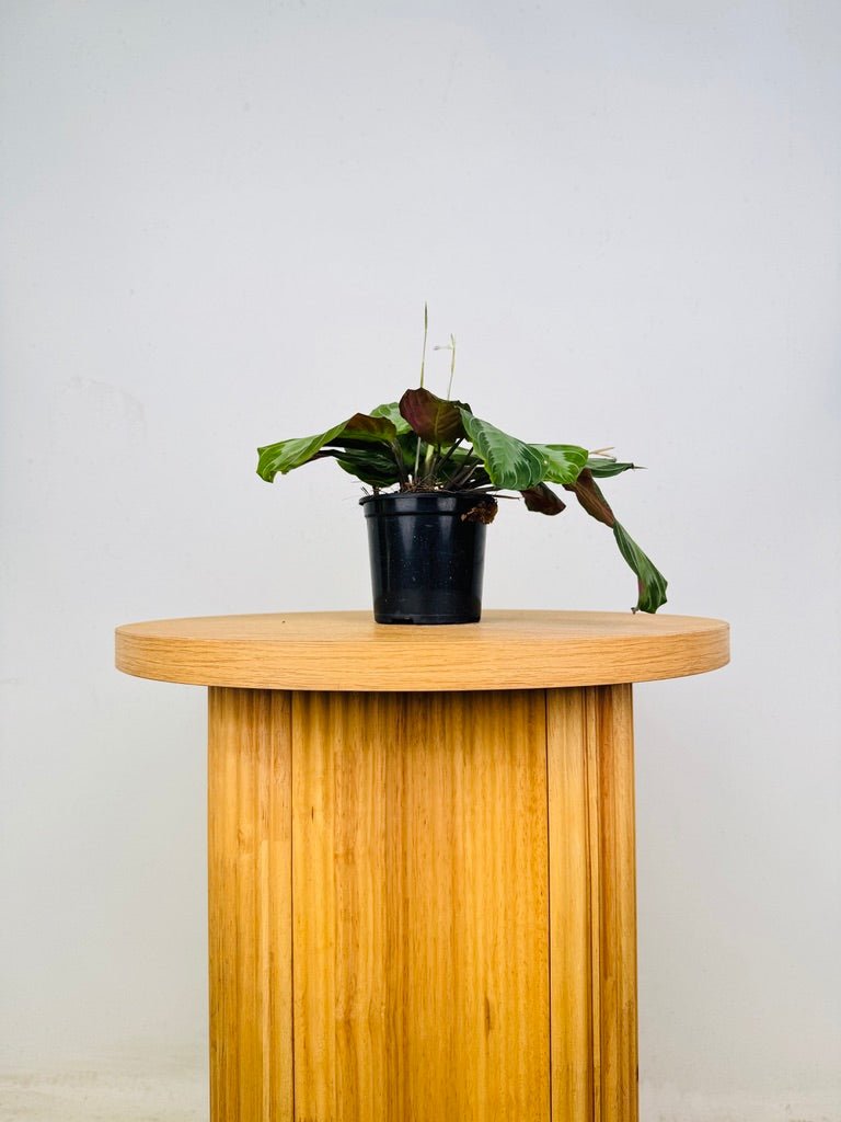Maranta Leuconeura - Silver Band | Uprooted