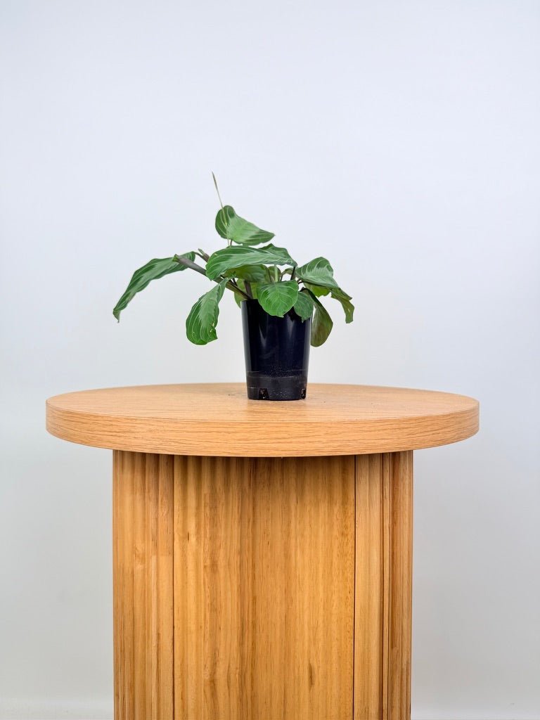Maranta Leuconeura - Silver Band | Uprooted