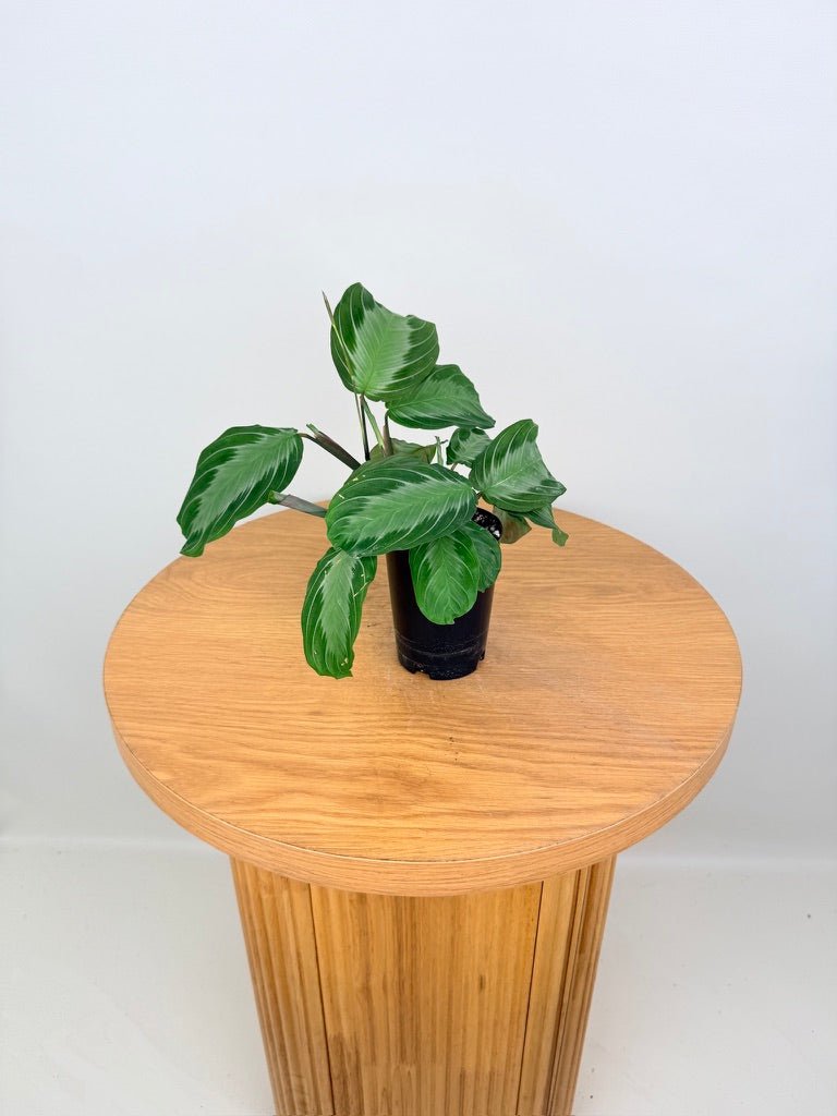 Maranta Leuconeura - Silver Band | Uprooted