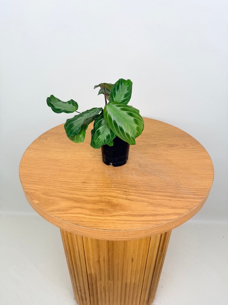 Maranta Leuconeura - Silver Band | Uprooted