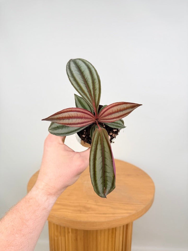 Medinilla Coccinea | Uprooted