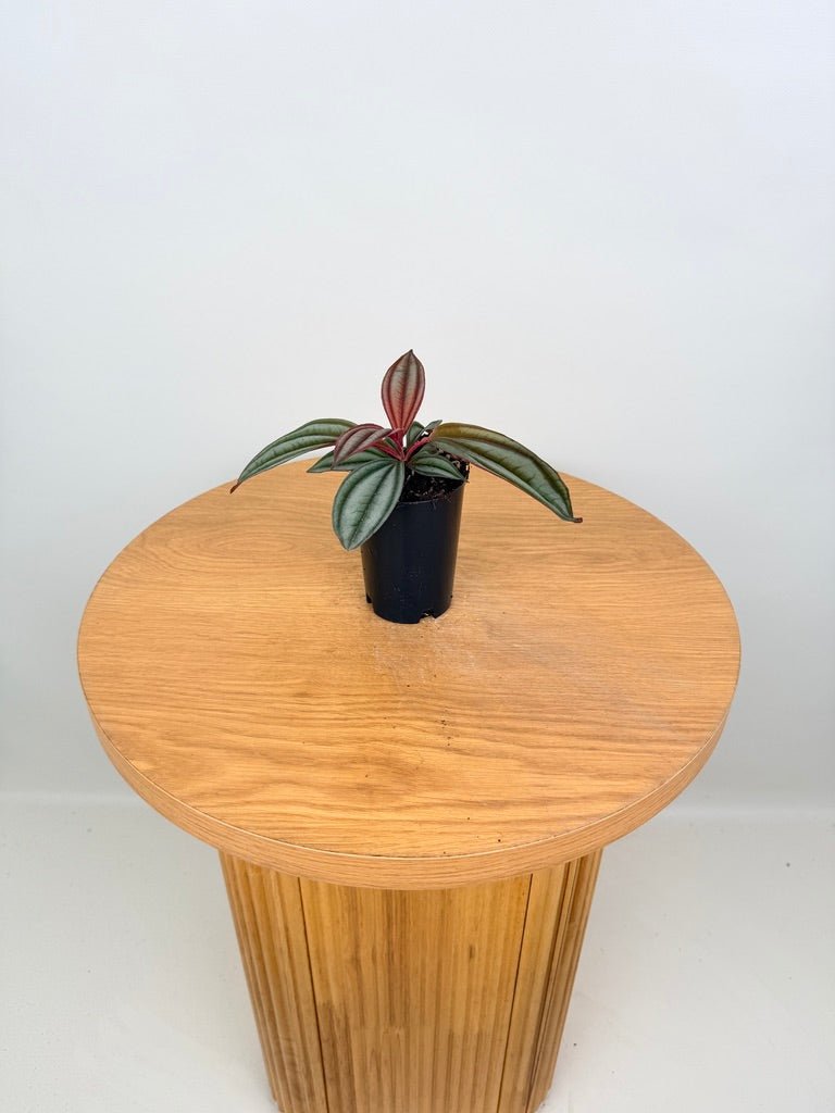Medinilla Coccinea | Uprooted