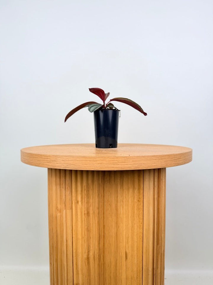 Medinilla Coccinea | Uprooted