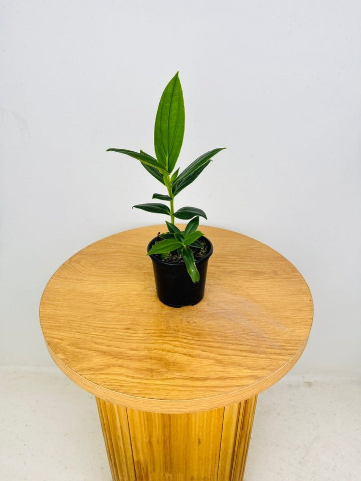 Medinilla Speciosa | Uprooted