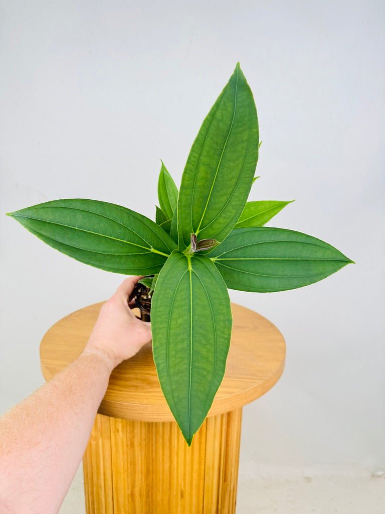 Medinilla Speciosa | Uprooted