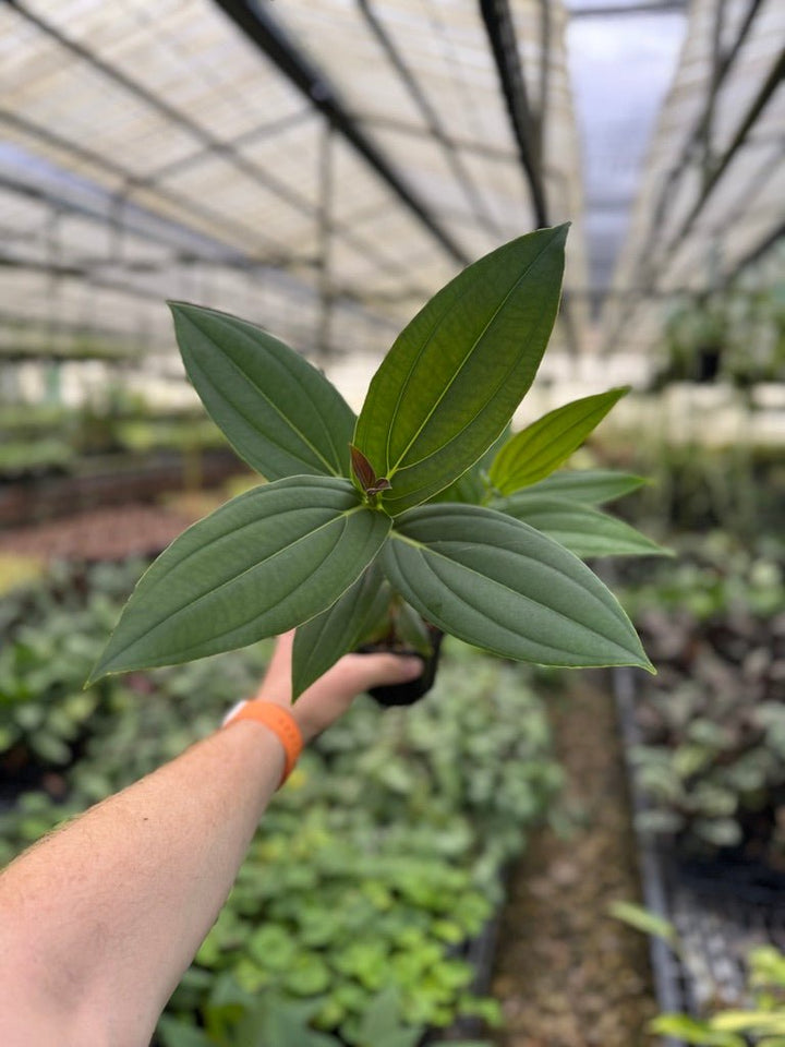 Medinilla Speciosa | Uprooted