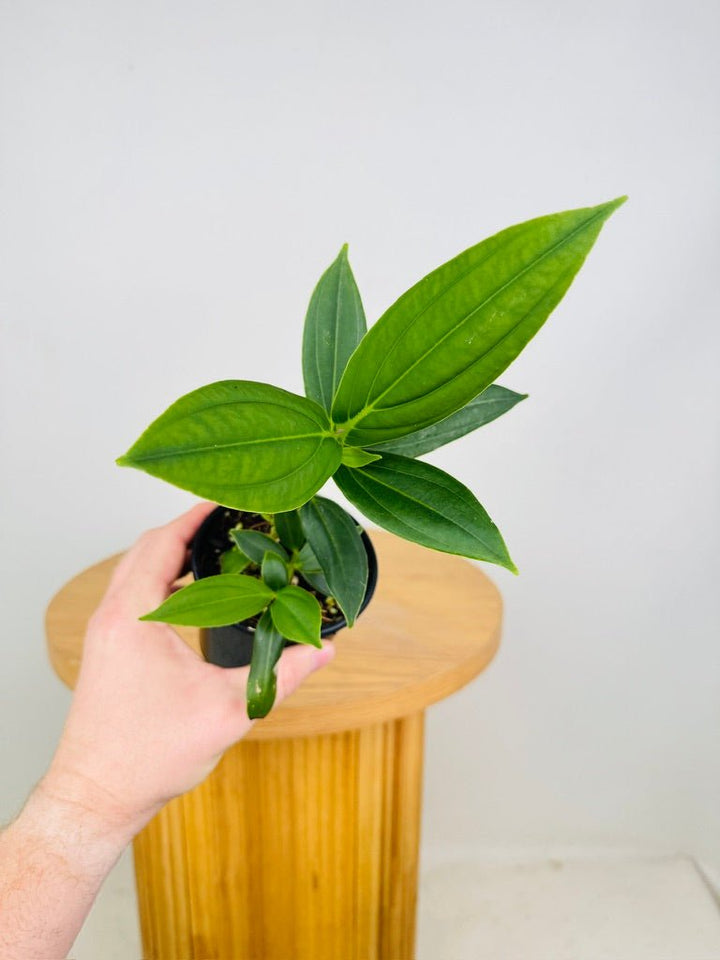 Medinilla Speciosa | Uprooted